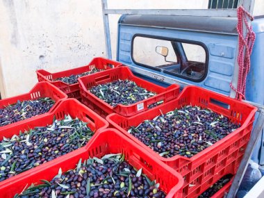 Diano Castello, İtalya: zeytin çekilen ve taşlama için hazır. Plastik kasalarda dizilir.