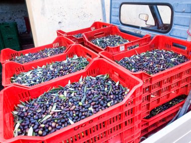 Diano Castello, İtalya: zeytin çekilen ve taşlama için hazır. Plastik kasalarda dizilir.