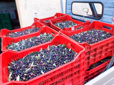 Diano Castello, İtalya: zeytin çekilen ve taşlama için hazır. Plastik kasalarda dizilir.