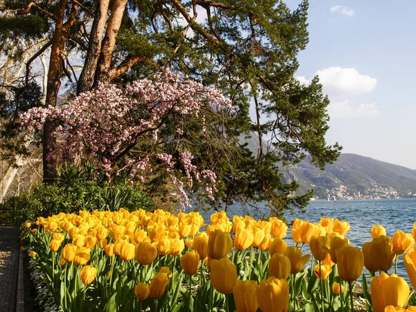 Lugano Svizzera Parco Ciani Fiorito Vista Sul Golfo Lugano — Foto Stock