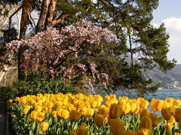 Lugano Szwajcaria Kwiatami Ciani Parku Widok Zatokę Lugano — Zdjęcie stockowe