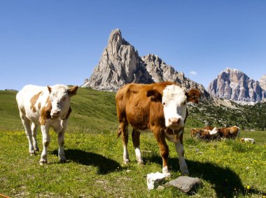 Dolomitler, çayırlarda otlayan inekler.