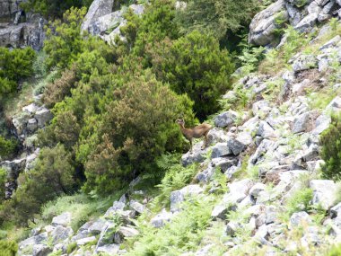 Mouflon kayaların arasında