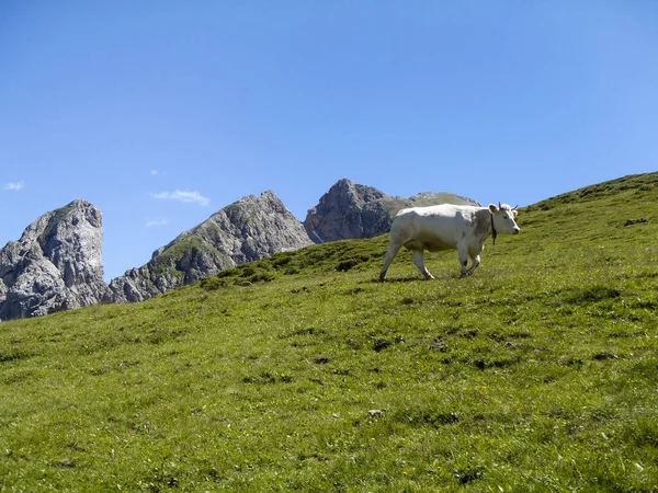 Dolomites, different images of landscape — Stock Photo, Image