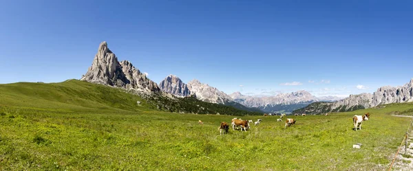 Dolomity, krávy pasoucí se na loukách — Stock fotografie