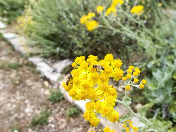 Flores con abejas un jardín botánico — Foto de Stock