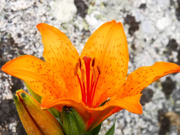 Elba Itália Lírio Laranja Selvagem Crescendo Entre Rochas — Fotografia de Stock