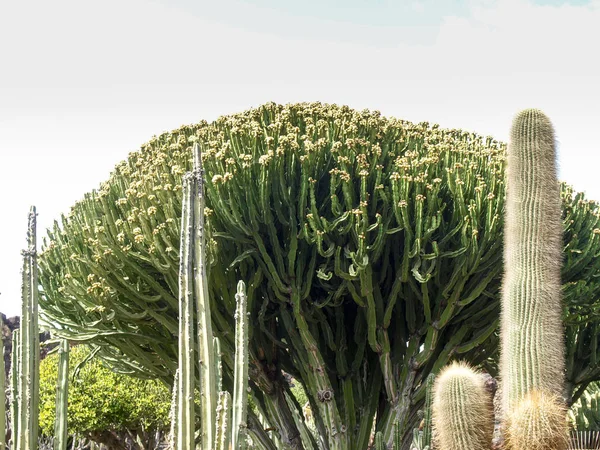 Cactus trädgård designad av César Manrique — Stockfoto