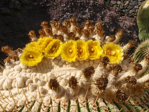 Kaktusová zahrada navržená Césarem Manriquem — Stock fotografie