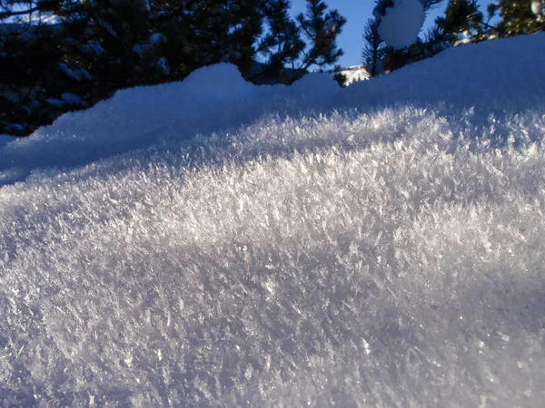 Savognina, Neve e geada com agulhas devido ao frio intenso — Fotografia de Stock