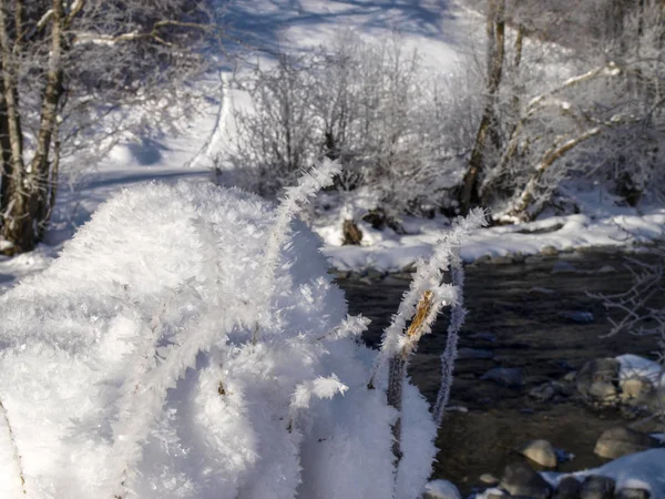 Savognin, Snow and frost with needles due to intense cold — Stock Photo, Image