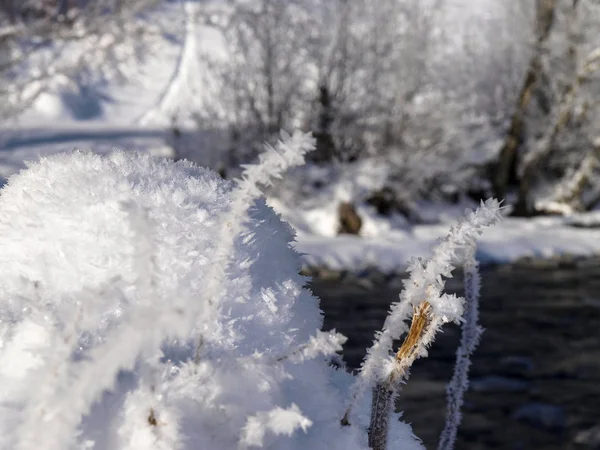 Savognina, Neve e geada com agulhas devido ao frio intenso — Fotografia de Stock