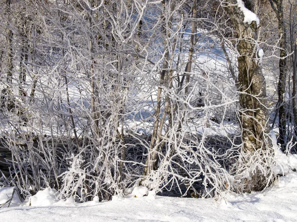 Savognin, Neige et givre avec aiguilles dus à un froid intense — Photo