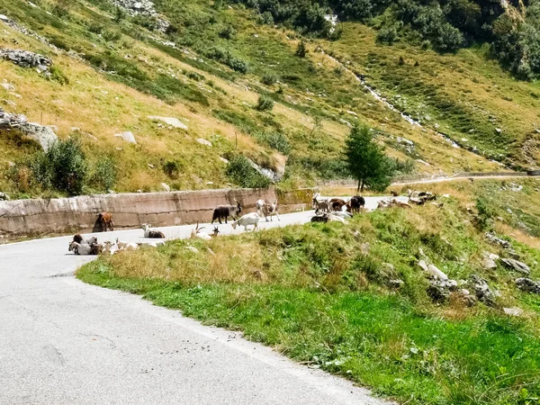 Passo San Marco Italy Mountain Goats Resting Pass Road — Stock Photo, Image