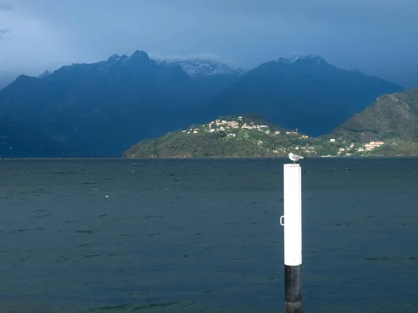 Pianello Del Lario 意大利 海鸥栖息在码头的柱子上 — 图库照片