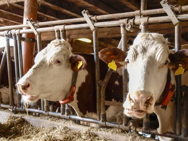 Vaud Suiza Vacas Granero Con Heno Para Comer — Foto de Stock