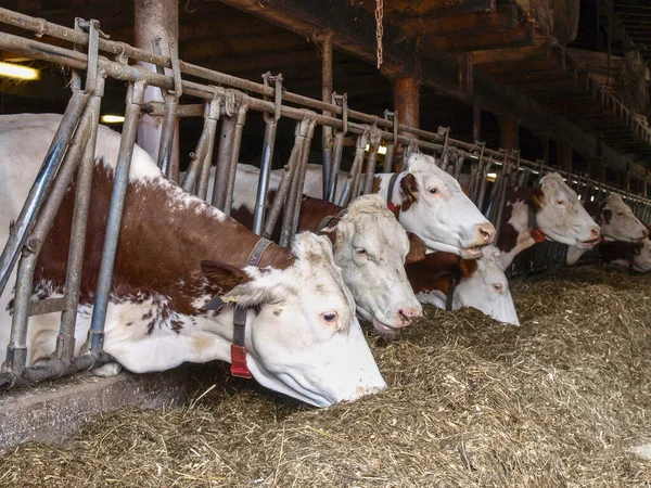 Vaud Suiza Vacas Granero Con Heno Para Comer — Foto de Stock