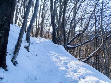 Valcolla, İsviçre: Luganese vadisinde orman ve dağ manzarası.