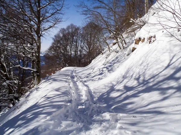 Валкола Швейцарія Лісовий Гірський Ландшафт Долині Лугани — стокове фото