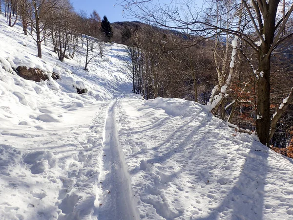 Valcolla Sviçre Luganese Vadisinde Orman Dağ Manzarası — Stok fotoğraf