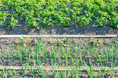Taze taze soğanlar ve patates bitkileri.