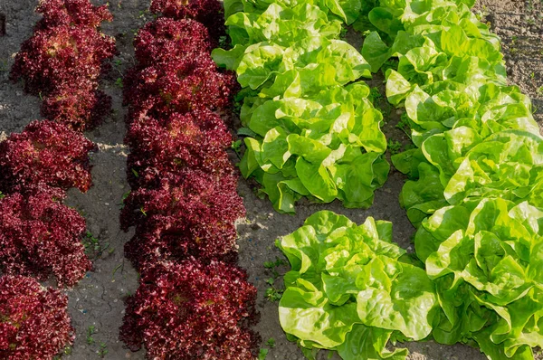 Plantas frescas de lechuga verde y roja — Foto de Stock