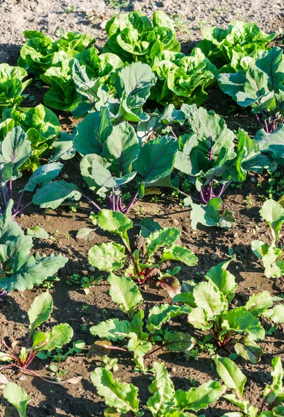 Remolacha joven y plantas kohlrabi — Foto de Stock