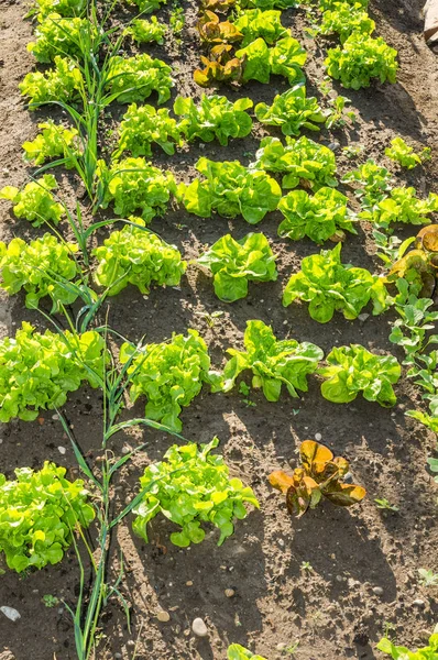 Jeunes plants frais de laitue verte et rouge — Photo