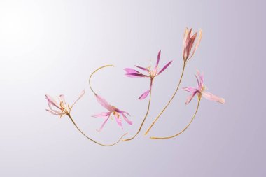 Dans eden güz çiçekleri