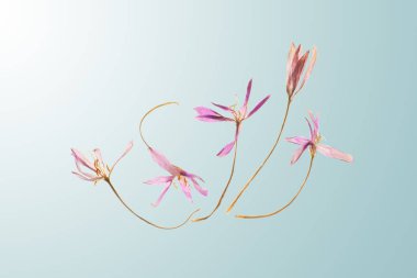 Dans eden güz çiçekleri