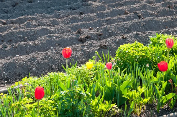 Des tulipes rouges brillantes dans un potager vide — Photo
