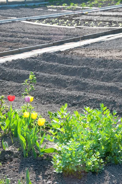 Сяючі червоні тюльпани в порожньому овочевому саду — стокове фото