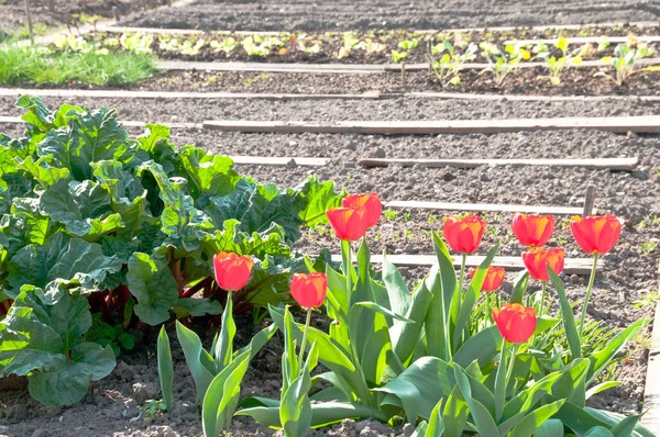 Shining red tulips in an empty vegetable garden — Stock Photo, Image
