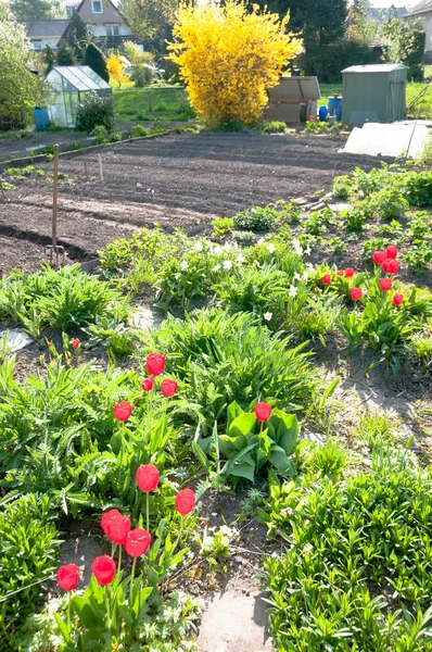 Brilhando tulipas vermelhas em uma horta vazia — Fotografia de Stock