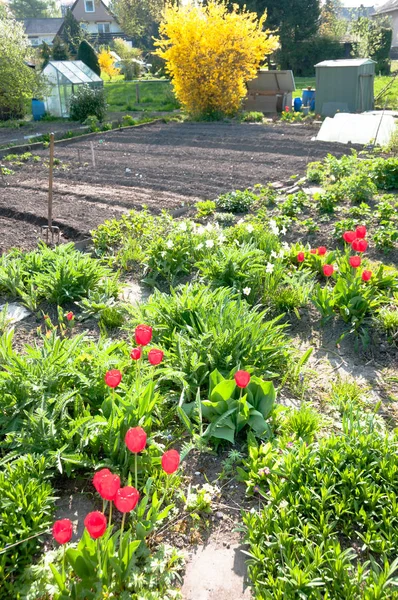 Des tulipes rouges brillantes dans un potager vide — Photo