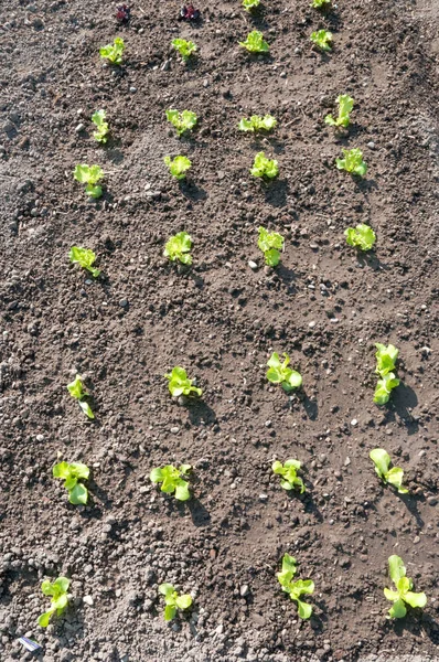 Fresche giovani piante di lattuga verde — Foto Stock