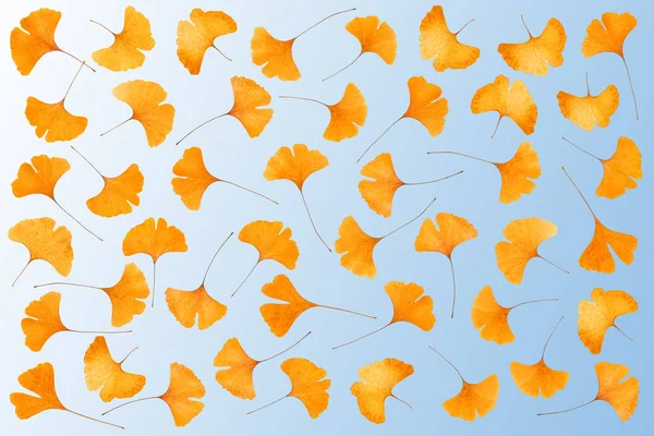 Tapis de feuilles de gingko — Photo