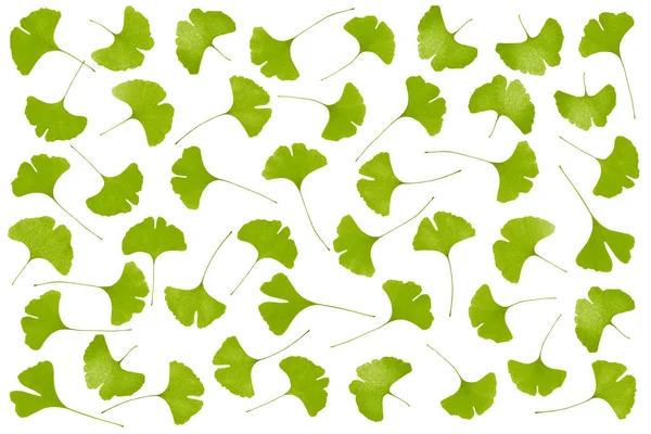 Tapis de feuilles de gingko — Photo