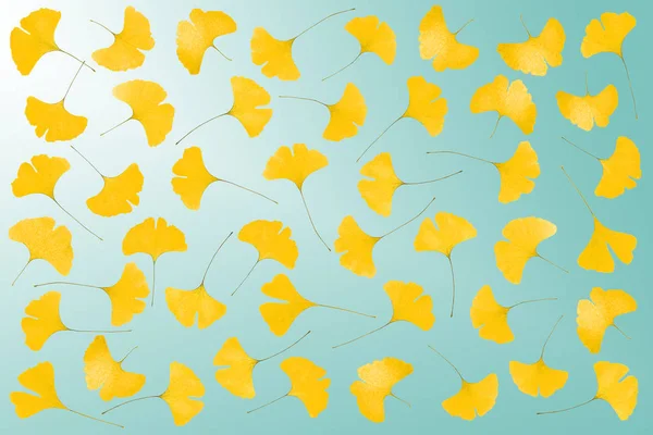 Carpet of gingko leaves — Stock Photo, Image