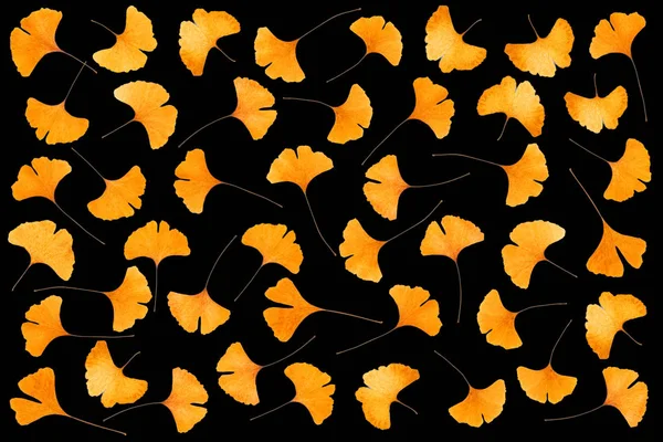 イチョウの葉 — ストック写真