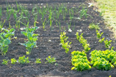 Fresh young green  lettuce plants on a vegetable garden patch