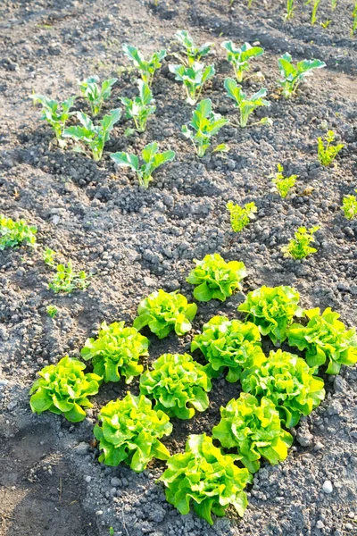 Jeunes plants frais de laitue verte sur un potager — Photo