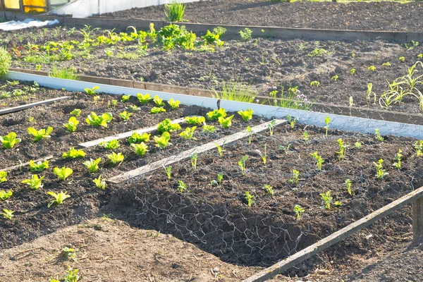 Свежие молодые растения зеленого салата — стоковое фото