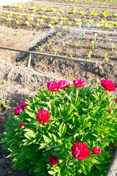 Pivoines rouges brillantes dans un jardin printanier ensoleillé — Photo