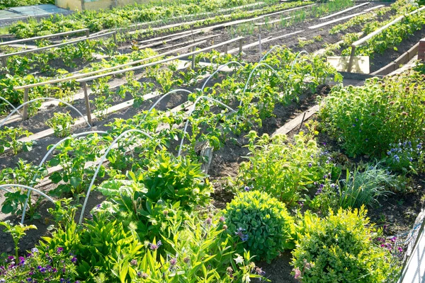 Potager ensoleillé patch au printemps — Photo