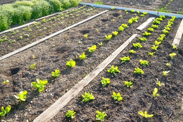 Fresh young green lettuce plants — Stock Photo, Image