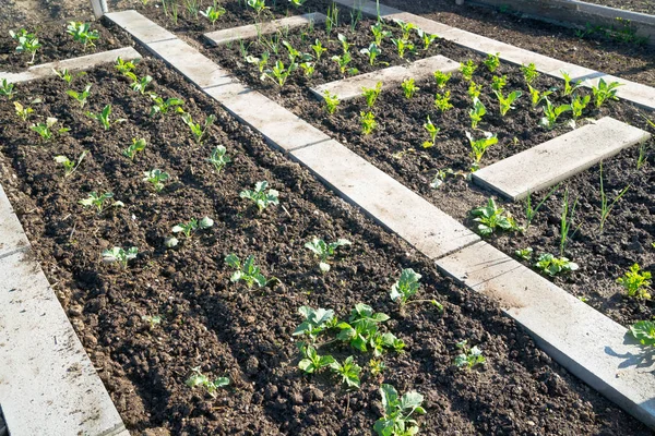 Plantas jóvenes kohlrabi — Foto de Stock