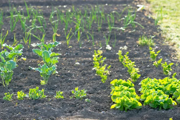 Jeunes plants frais de laitue verte sur un potager — Photo