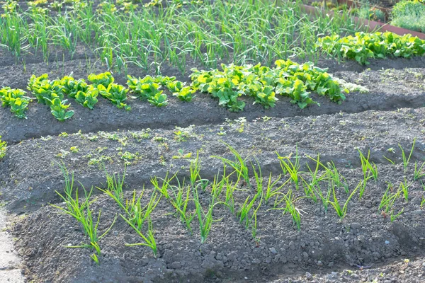 Jeunes oignons verts frais sur un potager — Photo