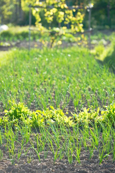 Jeunes oignons verts frais sur un patch — Photo